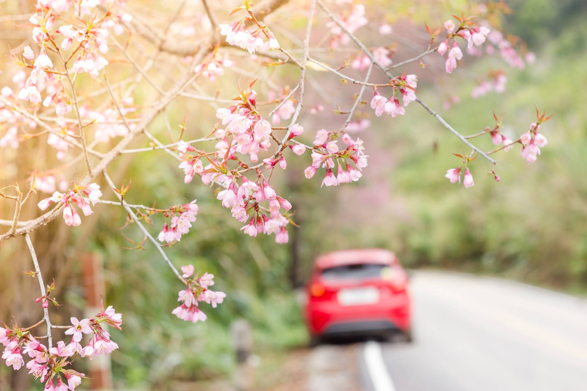 spring-motoring-cherry-blossom.jpg